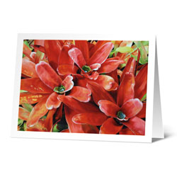 3 red bromeliads