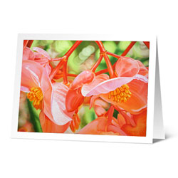 begonias