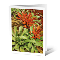 orange & green bromeliads