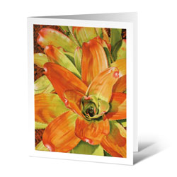 bromeliad sunburst