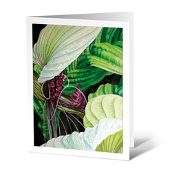 tacca integrifolia