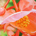 Begonias