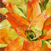 Bromeliad Sunburst