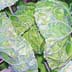 Cabbage