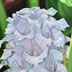 Calathea
