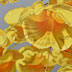 Dendrobium Lendleyi I