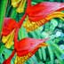 Heliconia