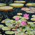 Water Lilies