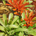 Ornge & Green Bromeliads