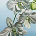 Orchids_1
