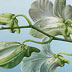 Orchids_2