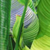 Palm Fronds