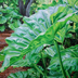 Philodendrons on a Path