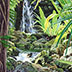 Rainforest