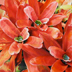 3 Red Bromeliads