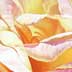 Rose pair
