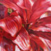 Ruby Ti Plant