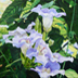 Sky Blue Cluster Vine