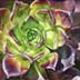Succulent No. 4