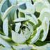 Succulent No. 1