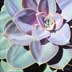 Succulent No. 2