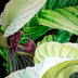 White Bat Plant