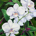 White Orchids
